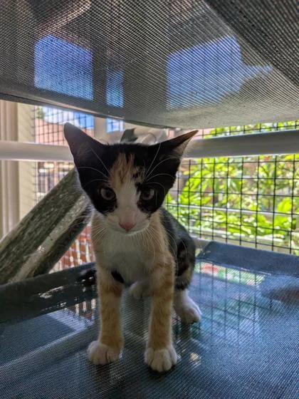 A baby small-sized female Domestic Short Hair cat named Noel for adoption in Honolulu, HI