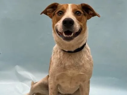 An adult large-sized male Labrador Retriever dog named Turbo for adoption in Coon Rapids, MN