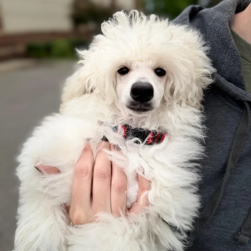 A baby small-sized male White / Cream Poodle (Toy) dog named Christopher for adoption in Lee's Summit, MO