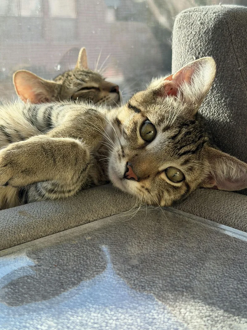 A baby medium-sized male Tabby (Brown / Chocolate) Domestic Short Hair cat named Ziggy for adoption in Houston, TX