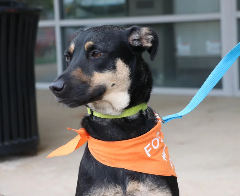 A young medium-sized female Black Labrador Retriever dog named Alanis for adoption in Pflugerville, TX