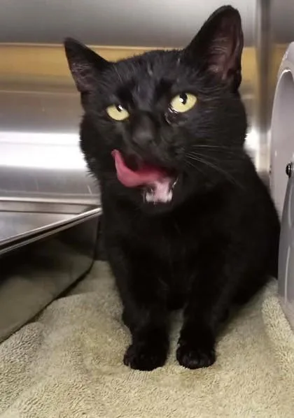 An adult medium-sized female Black Domestic Short Hair cat named Linda for adoption in Waupaca, WI
