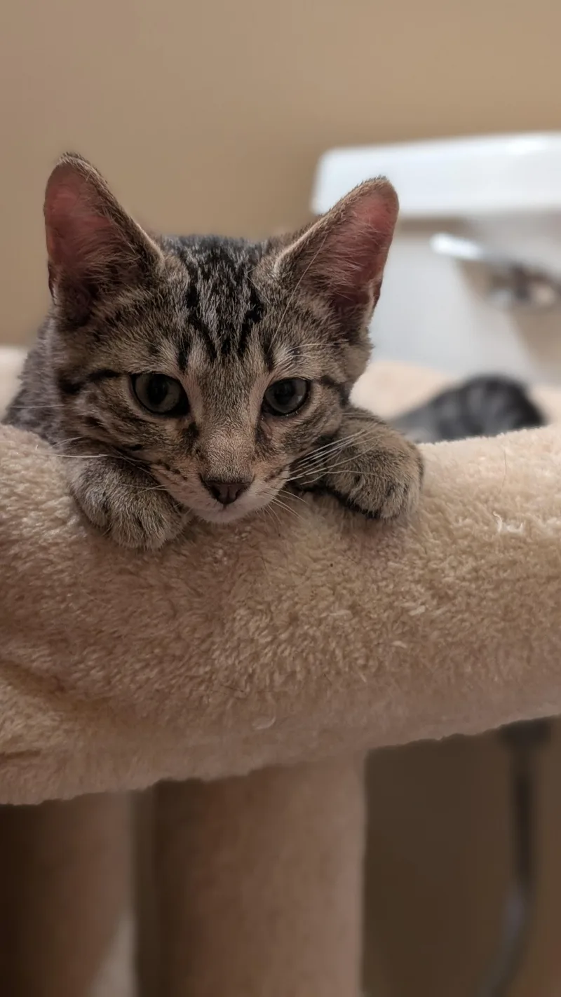 A young small-sized male Tabby (Buff / Tan / Fawn) Tabby cat named Schroeder for adoption in Morgantown, WV