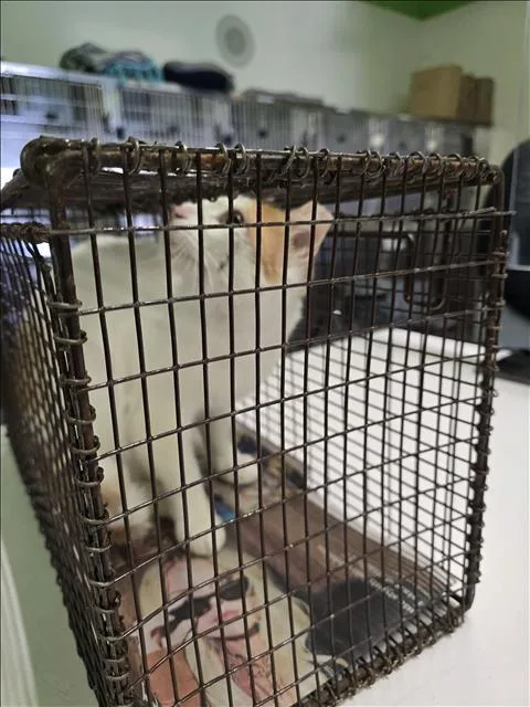 An adult small-sized male Domestic Short Hair cat named Sesame Seed for adoption in Los Angeles, CA