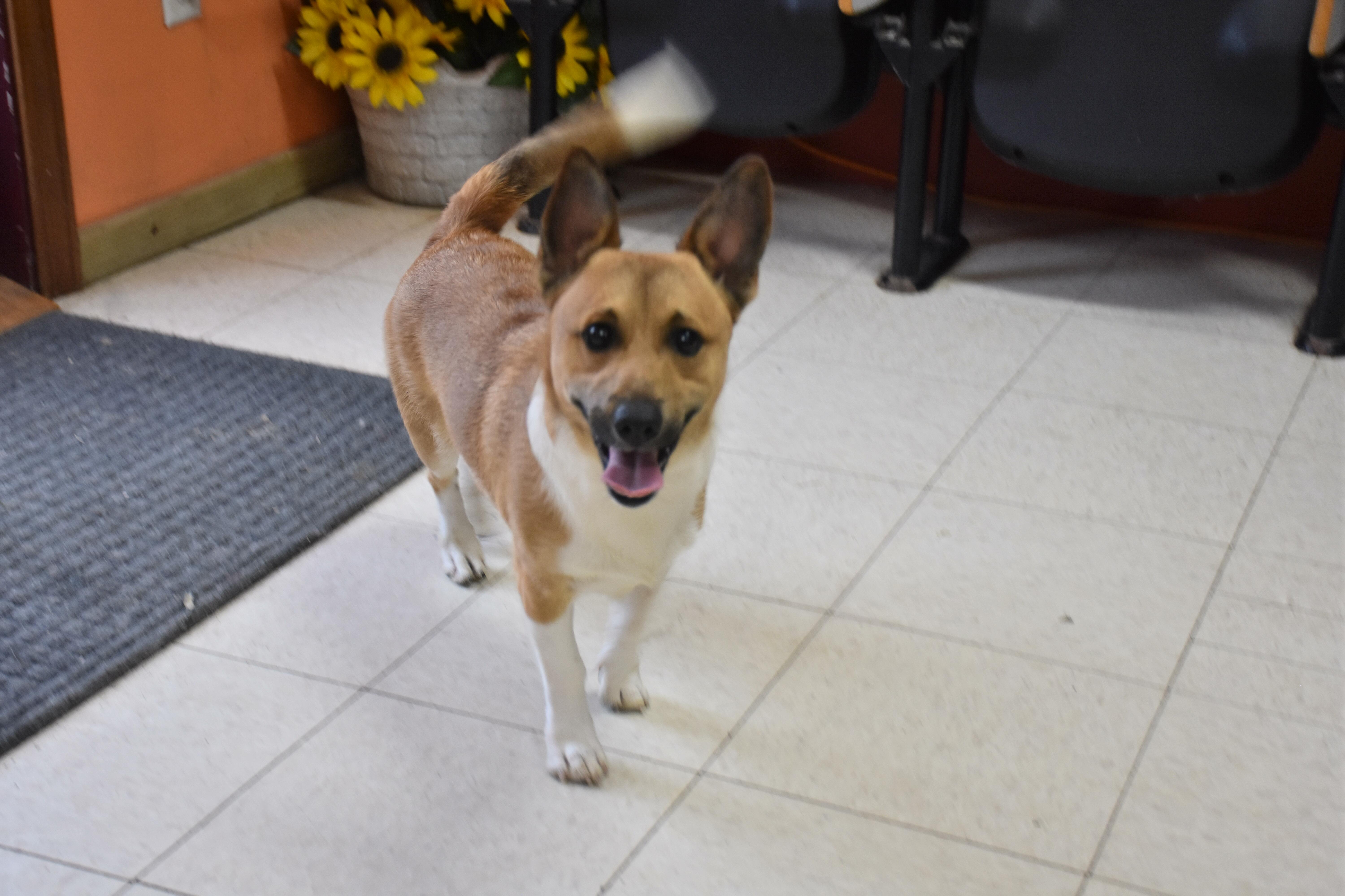 An adult small-sized male Yellow / Tan / Blond / Fawn Corgi dog named Lasso for adoption in North Judson, IN