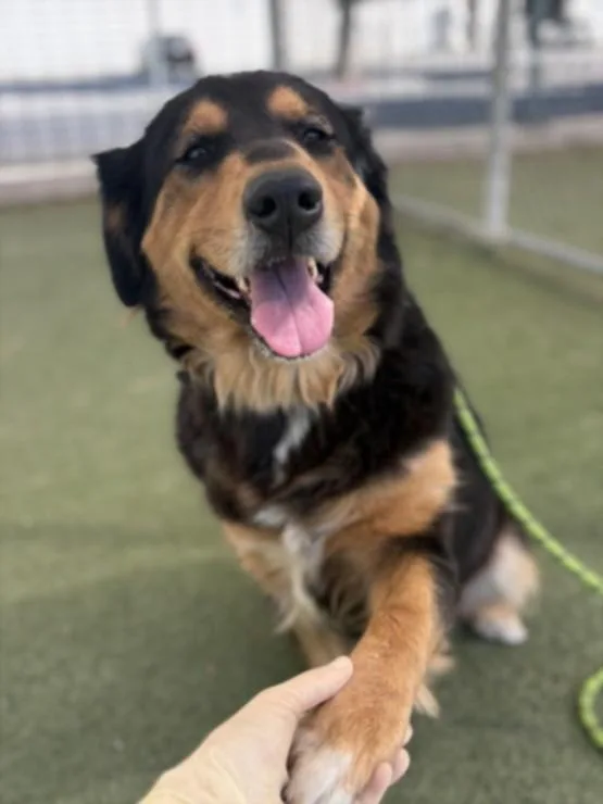An adult large-sized female Bernese Mountain Dog dog named Bean for adoption in Los Angeles, CA