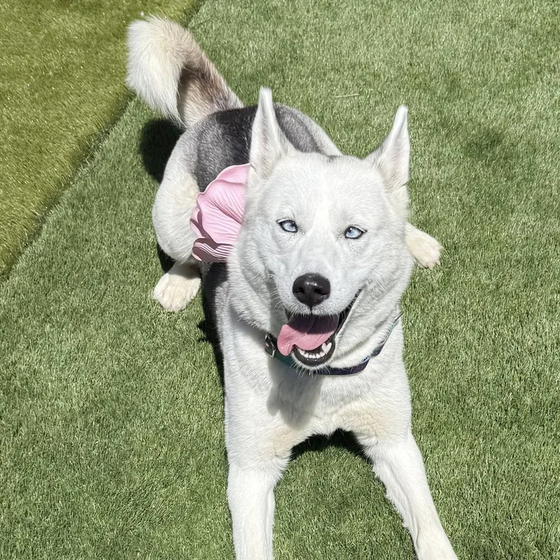 Mishka