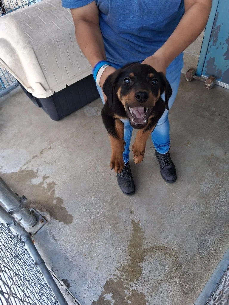 A baby large-sized male Doberman Pinscher dog named Grahm for adoption in Brownwood, TX