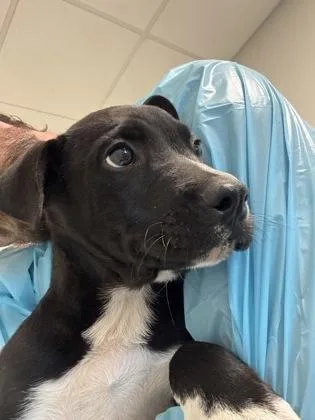 A baby large-sized female Pit Bull Terrier dog named Artemis for adoption in Fresno, CA