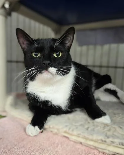An adult large-sized male Black & White / Tuxedo Domestic Short Hair cat named Dusty for adoption in Key West, FL