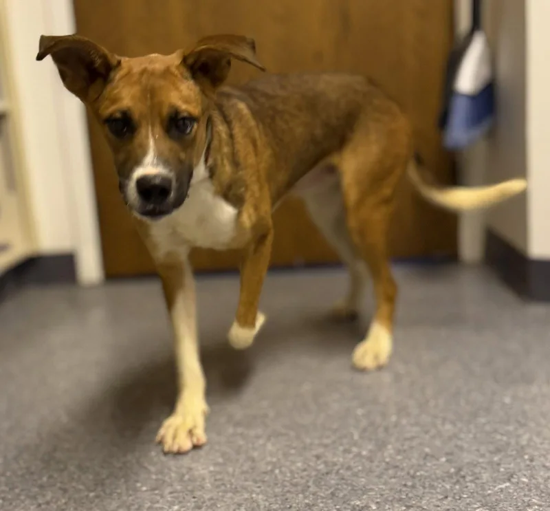 A young large-sized male Feist dog named Napa for adoption in Steeleville, IL