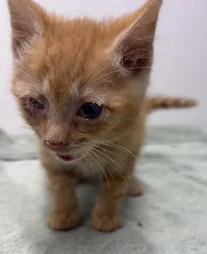 A baby small-sized male Domestic Short Hair cat named Angelo for adoption in West Chester, PA