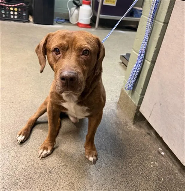 An adult large-sized male Mixed Breed dog named Pita King for adoption in Jacksonville, FL