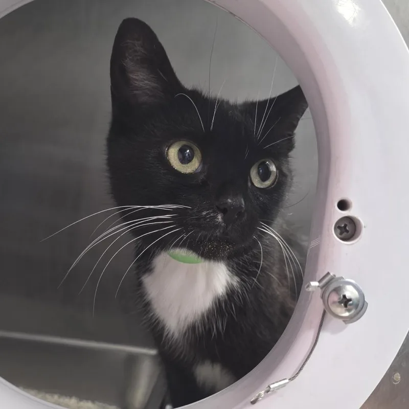 An adult medium-sized female Black Domestic Short Hair cat named Hera for adoption in Fort Wayne, IN
