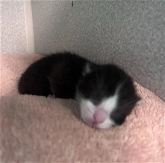 A baby small-sized female Domestic Short Hair cat named Pooh for adoption in Dallas, TX