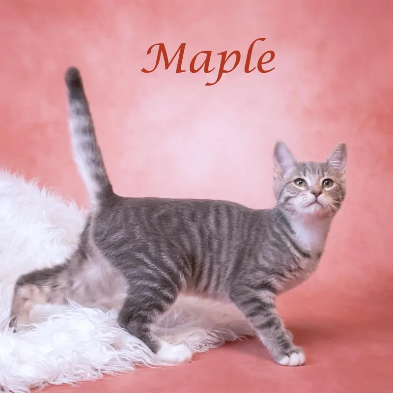 A baby small-sized female Gray / Blue / Silver Domestic Short Hair cat named Maple C for adoption in Lebanon, TN
