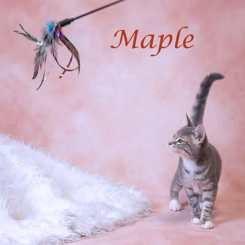Maple C thumbnail 2