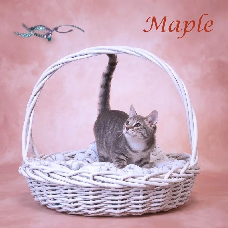 Maple C thumbnail 3