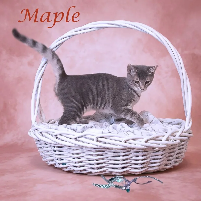 Maple C thumbnail 4