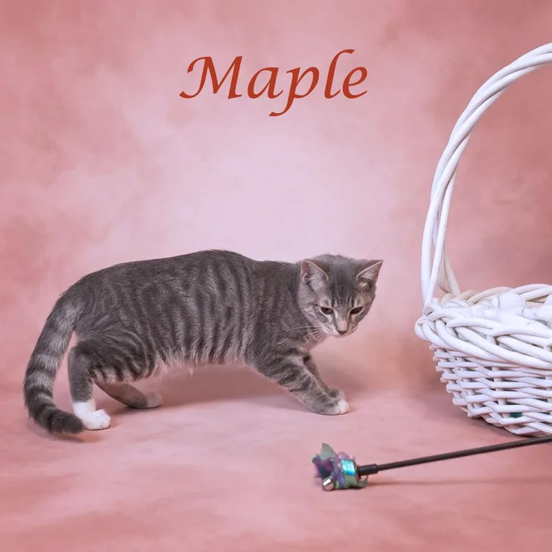 Maple C thumbnail 5
