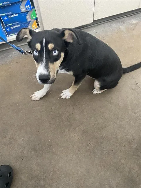 A baby small-sized male Mixed Breed dog named Zeus for adoption in Dallas, TX