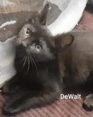 A baby medium-sized male Black Domestic Short Hair cat named Dewalt for adoption in North Highlands, CA