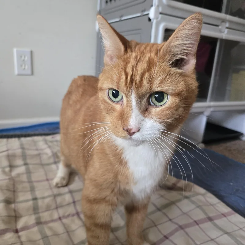 An adult medium-sized male Orange & White Tabby cat named Barry for adoption in Concord, OH