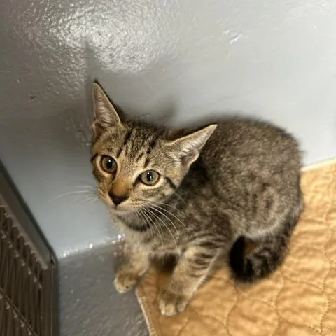 A baby small-sized male Brown / Chocolate Domestic Short Hair cat named Justice for adoption in Naples, FL
