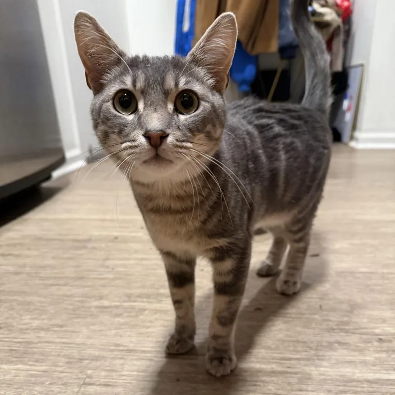 A young small-sized male Gray / Blue / Silver Domestic Short Hair cat named Misto for adoption in Middle Village, NY