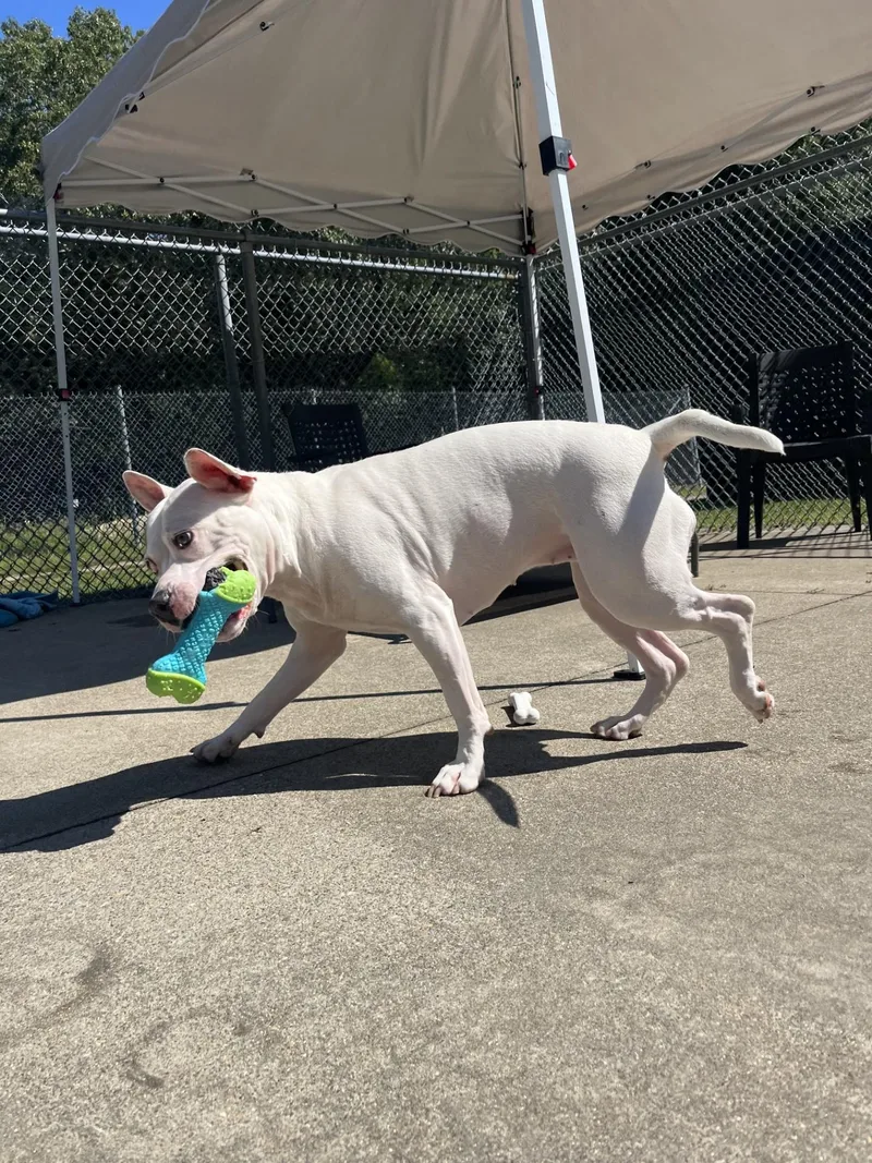 An adult large-sized female White / Cream Mixed Breed dog named Queenie for adoption in Pawtucket, RI