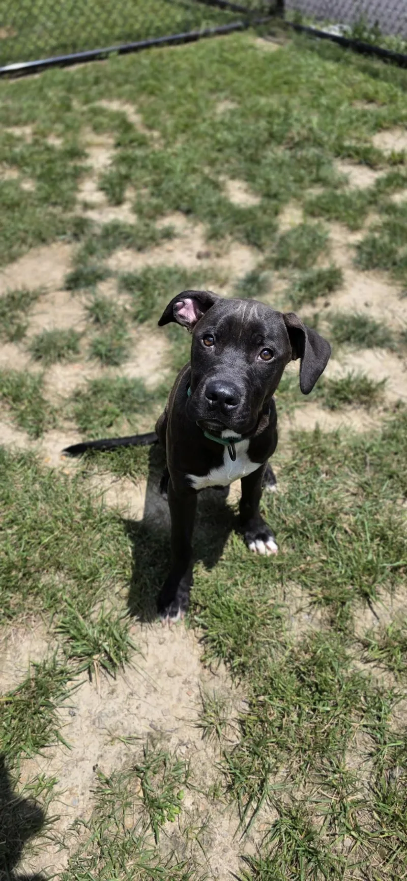A young medium-sized male Black Pit Bull Terrier dog named Tarantula for adoption in Shepherdsville, KY