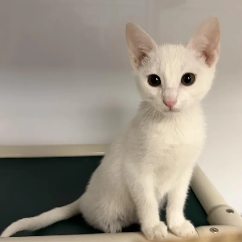A young medium-sized male White Domestic Short Hair cat named Clancy for adoption in Wyandotte, MI