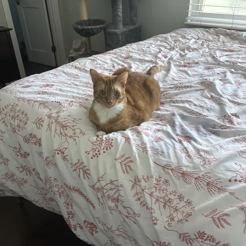 Kona And Cowboy thumbnail 2