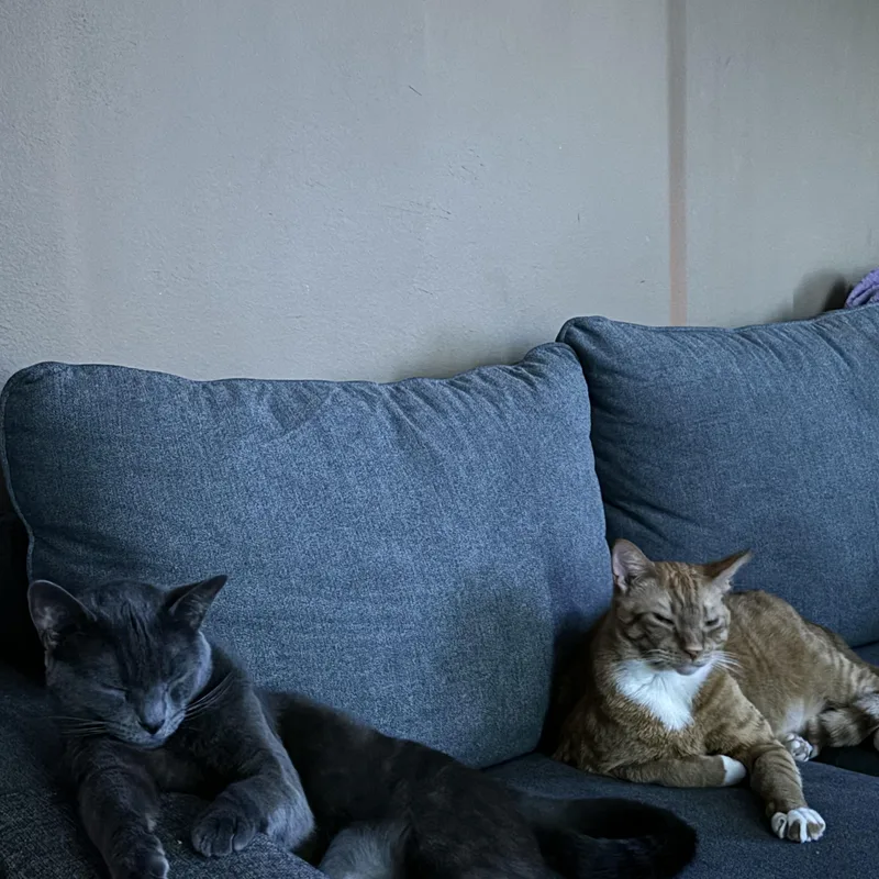 Kona And Cowboy thumbnail 3