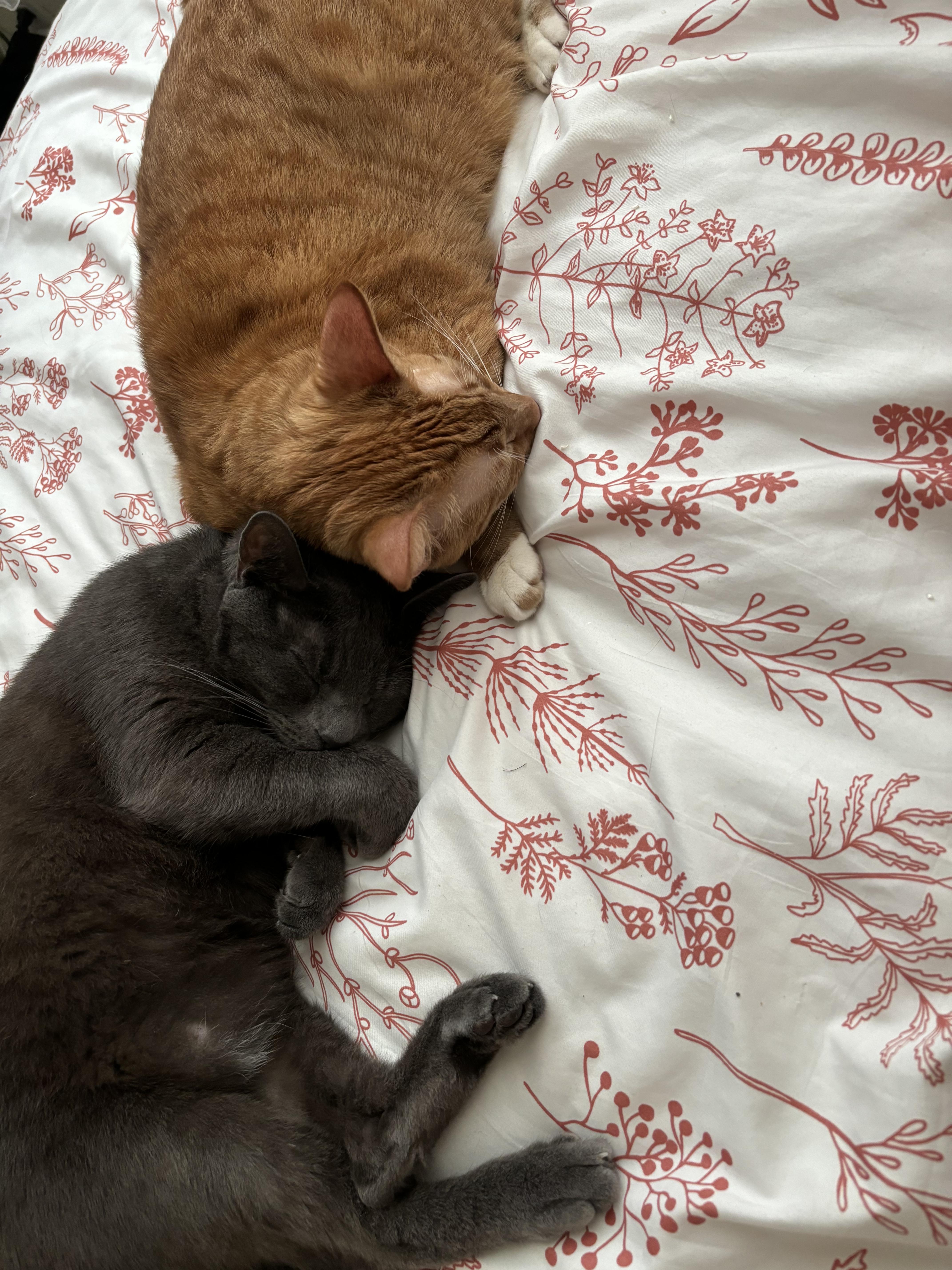 Kona And Cowboy thumbnail 4