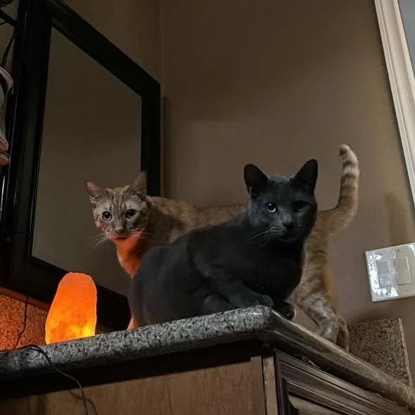 Kona And Cowboy thumbnail 5