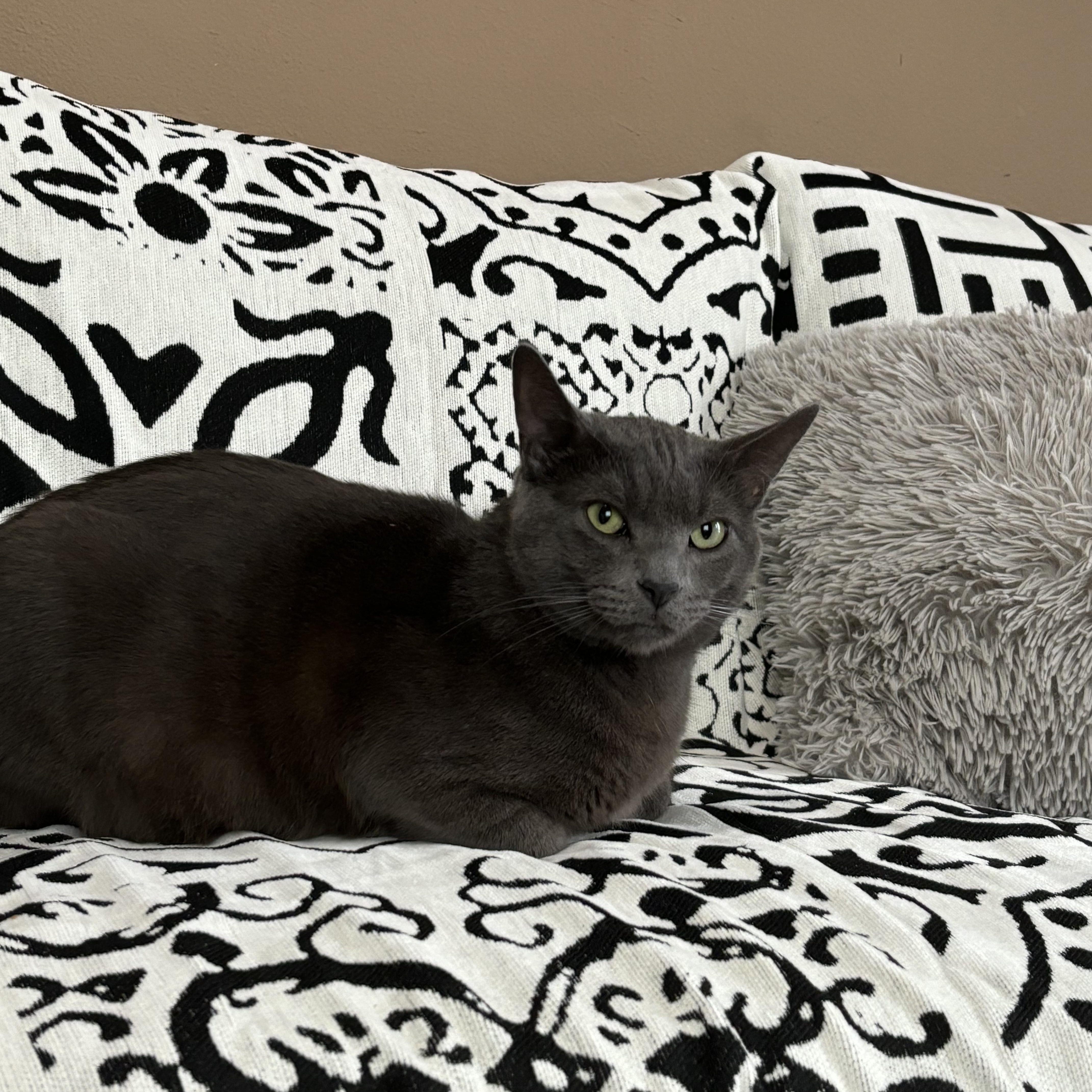 Kona And Cowboy thumbnail 6