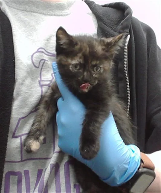 A baby small-sized female Domestic Short Hair cat named Baby Girl for adoption in Omaha, NE