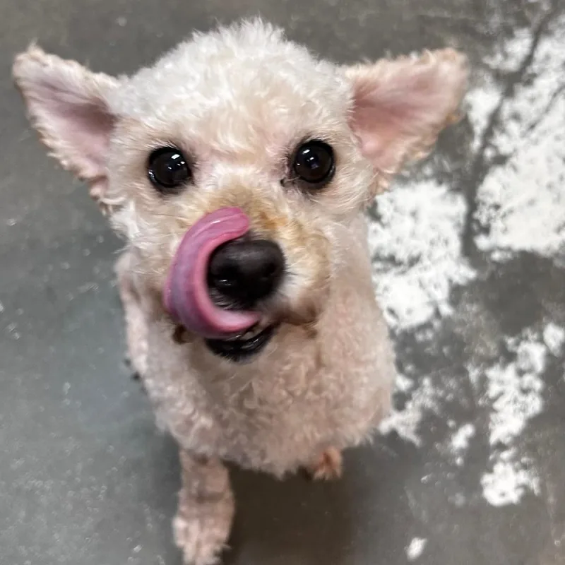 An adult small-sized female White / Cream Miniature Poodle dog named Vevina for adoption in Bryson City, NC