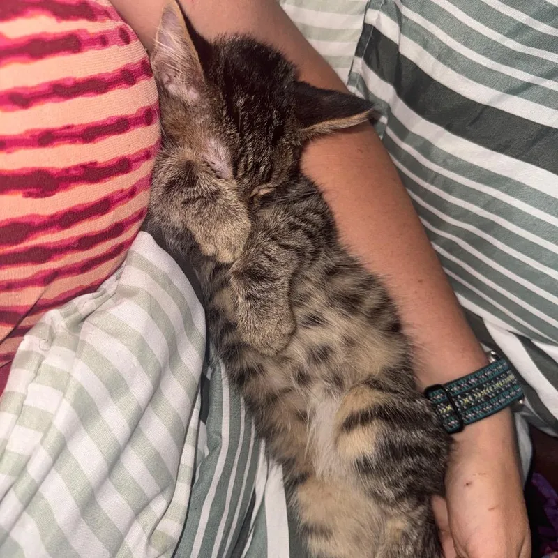 A baby small-sized male Domestic Short Hair cat named Magic  the Tabby for adoption in Ringtown, PA