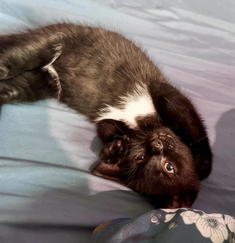 A baby medium-sized female Black Domestic Short Hair cat named Panda for adoption in Nashville, TN