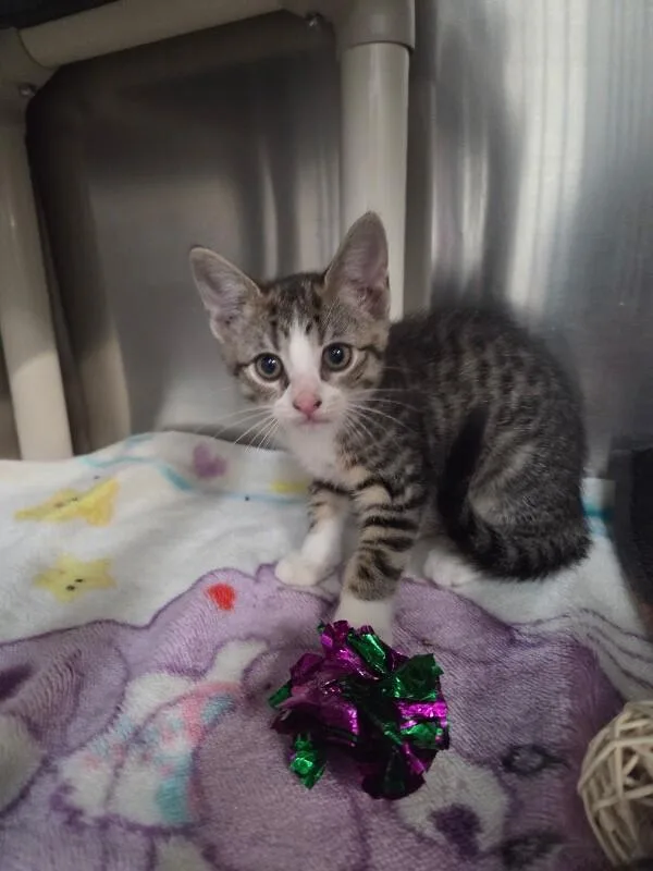 A young medium-sized female Domestic Short Hair cat named Laurel for adoption in Saint Charles, MO