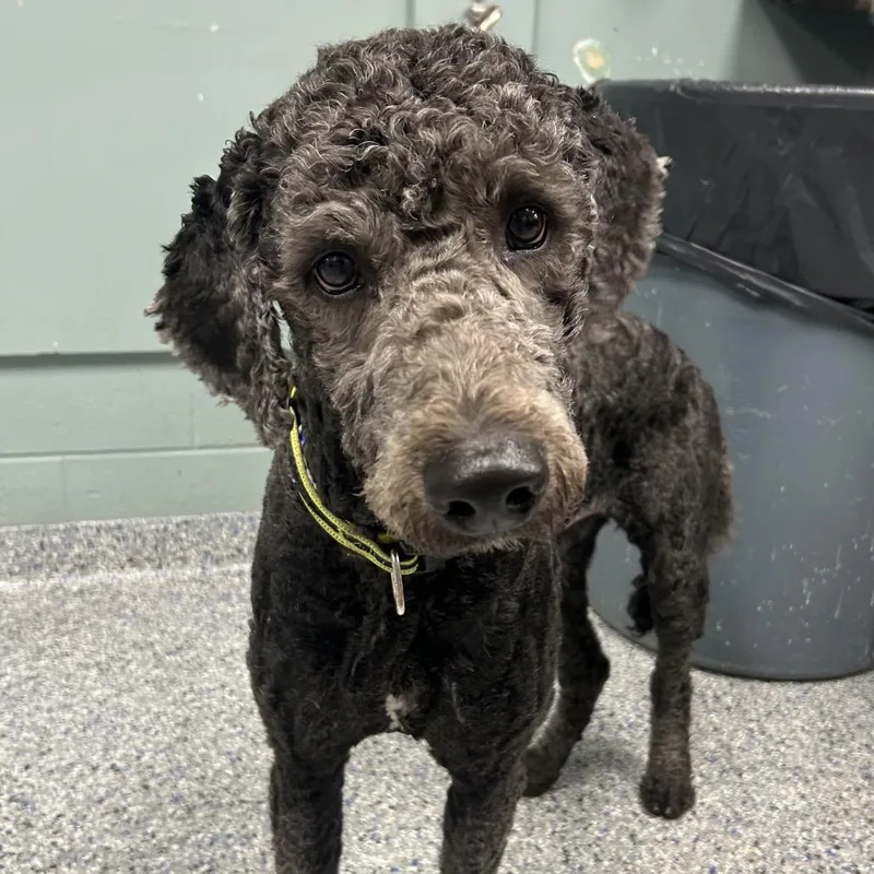 An adult medium-sized male Black Poodle dog named Knox for adoption in Greenville, SC