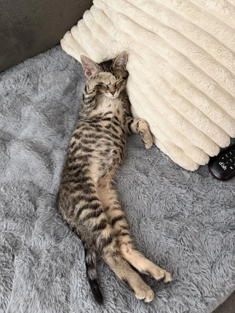 A baby small-sized male Domestic Short Hair cat named Wrexham for adoption in Dallas, TX