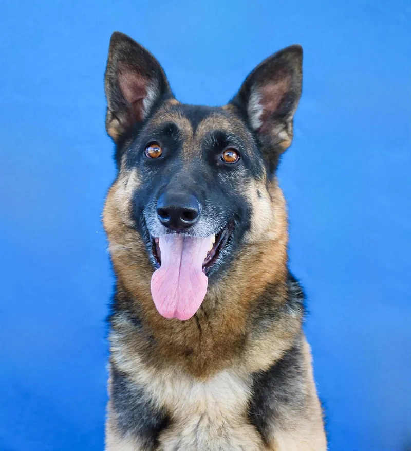 An adult medium-sized female German Shepherd Dog named Kera for adoption in Pasadena, CA
