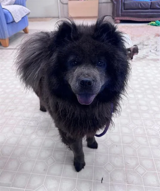 An adult medium-sized female Chow Chow dog named Panda for adoption in Charlotte, NC