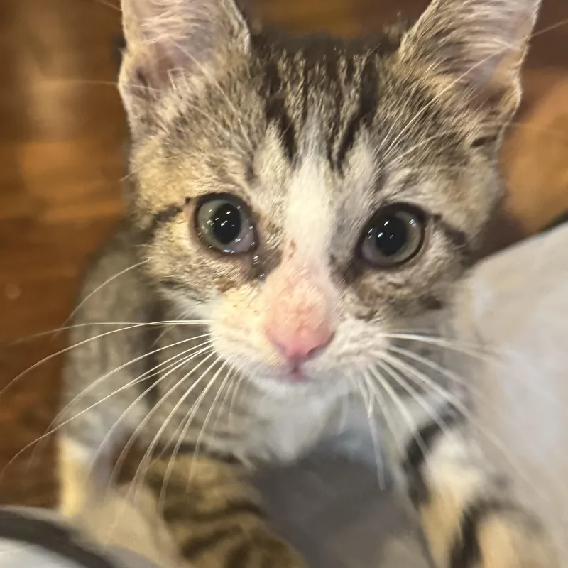 A baby medium-sized male Tabby (Gray / Blue / Silver) Tabby cat named Scribble for adoption in Pasco, WA