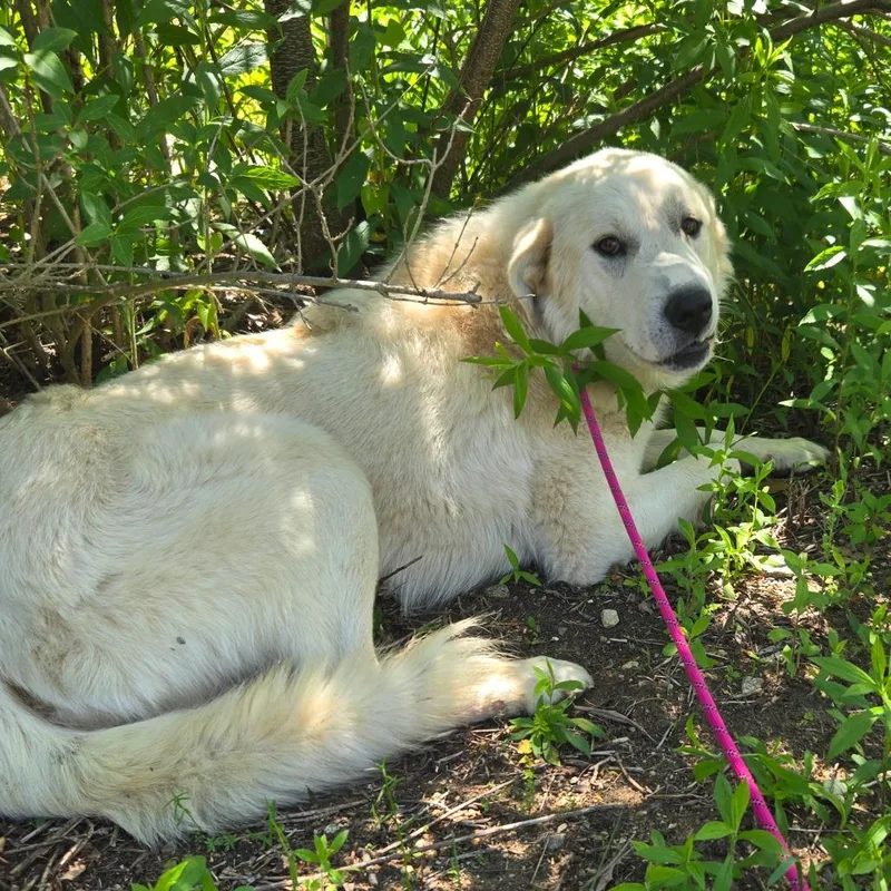 An adult large-sized male White / Cream Great Pyrenees dog named Ct Bruno for adoption in Eastford, CT