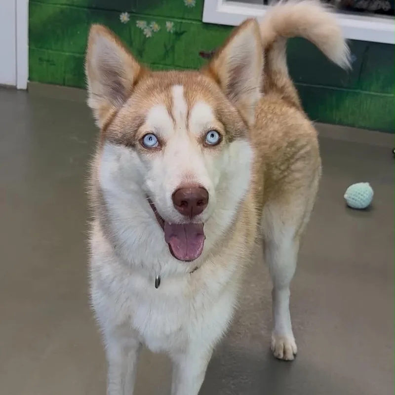 A young medium-sized female Red / Chestnut / Orange Husky dog named Sika for adoption in Walnut Cove, NC