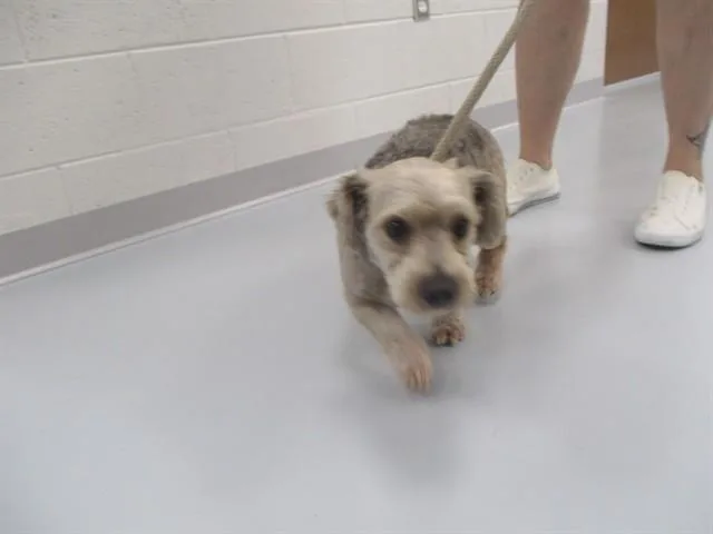 An adult small-sized male Yorkshire Terrier dog named Pachino Bermudez for adoption in Ocala, FL